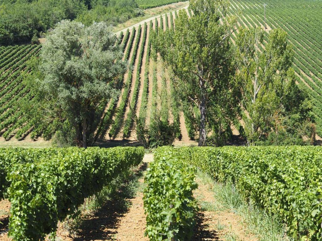 Le Mas De Doat, Gite De Charme 4 Etoiles Dans Le Triangle D Or Proche Gaillac Et Albi Senouillac Exterior photo